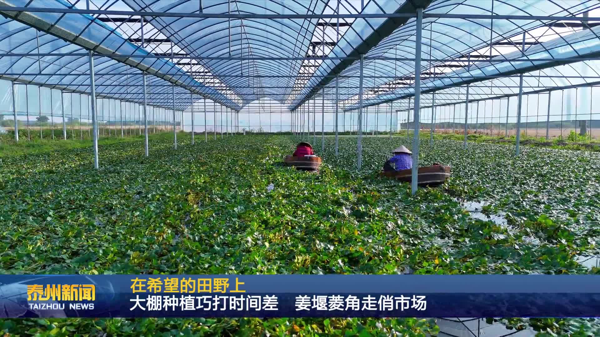 在希望的田野上  大棚种植巧打时间差  姜堰菱角走俏市场